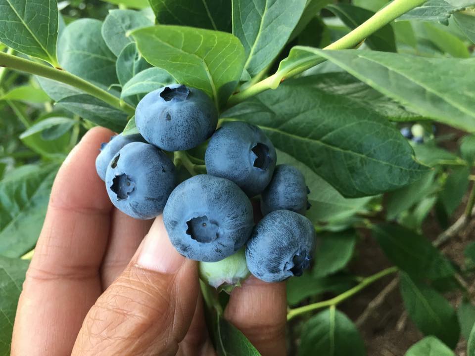 Montavon’s Berries